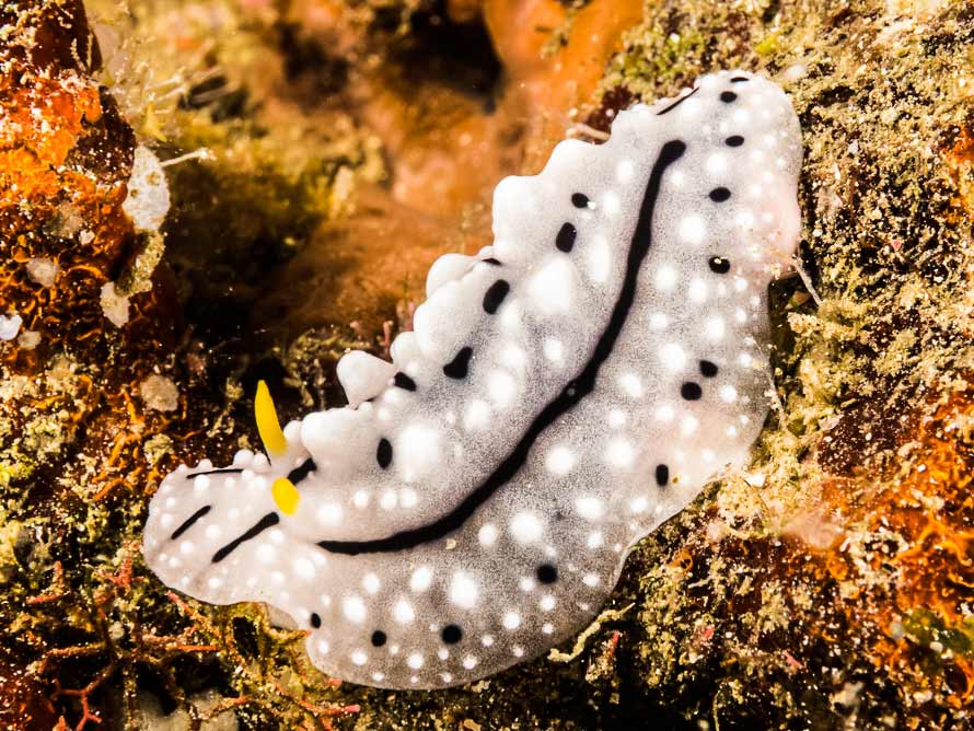Phyllidia cf elegans